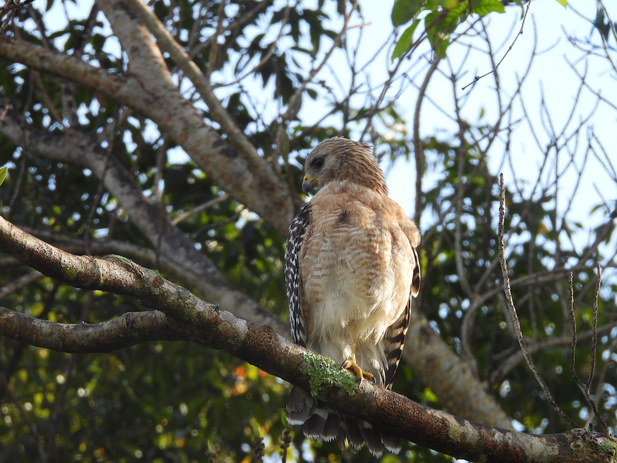 Red-shouldered Hawk - ML616184576