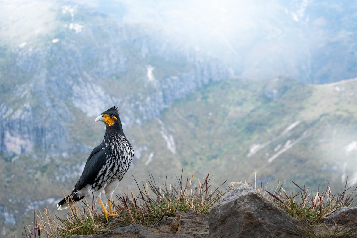 Carunculated Caracara - Ian Hearn