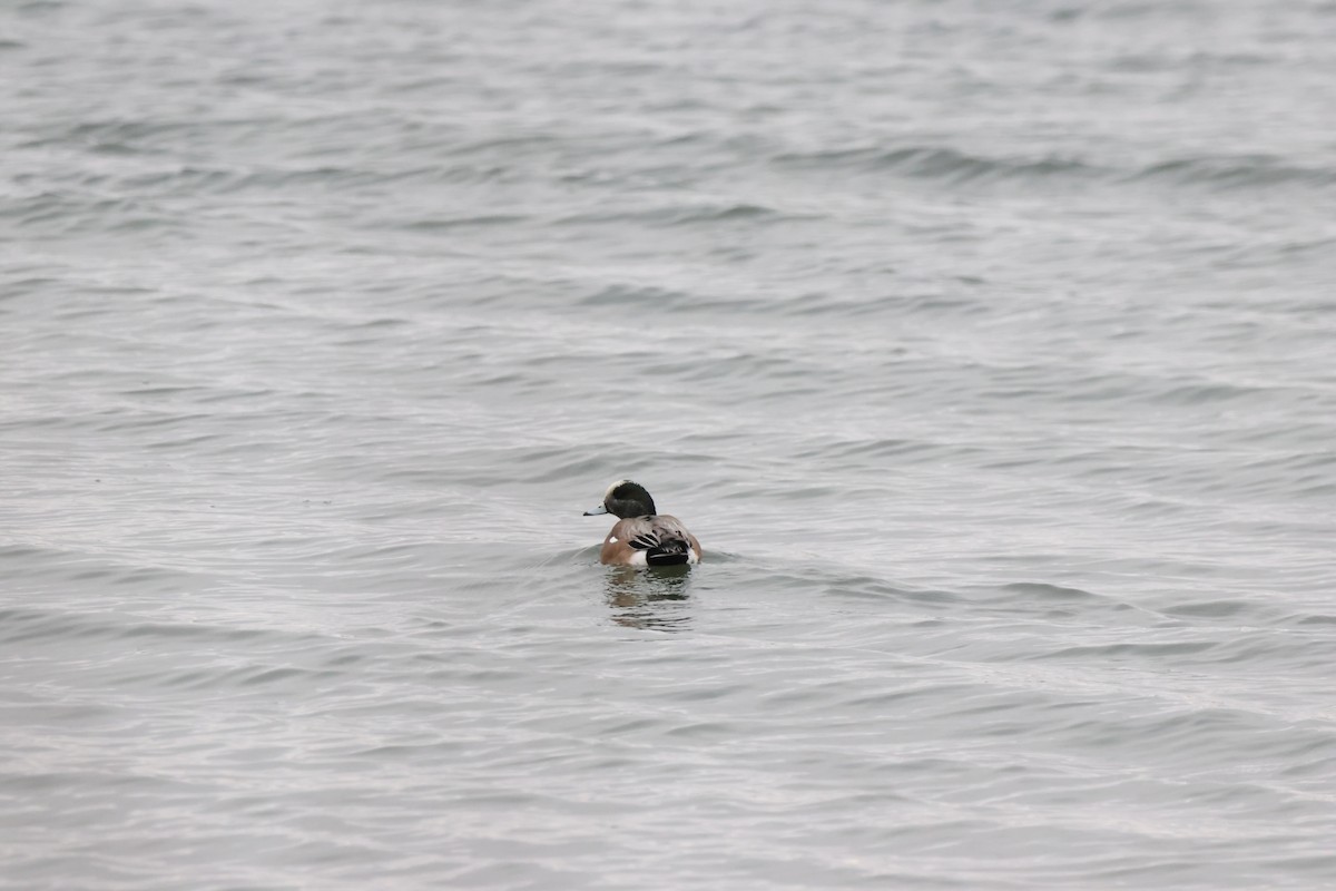 American Wigeon - Sabrina Jacob