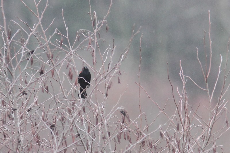 Red-winged Blackbird - Alain Deschamps