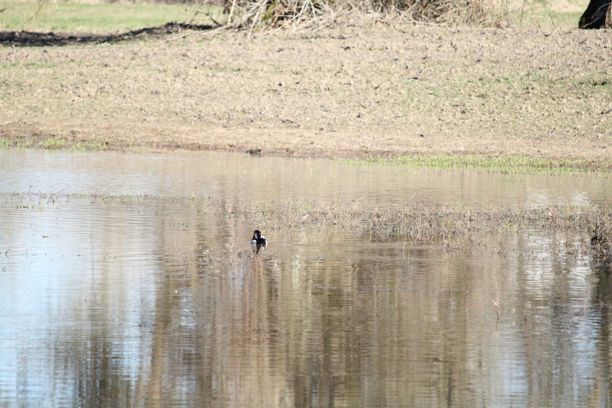 Ring-necked Duck - ML616184663