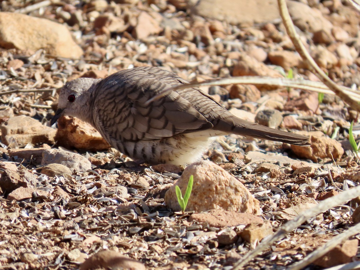 Inca Dove - ML616184697