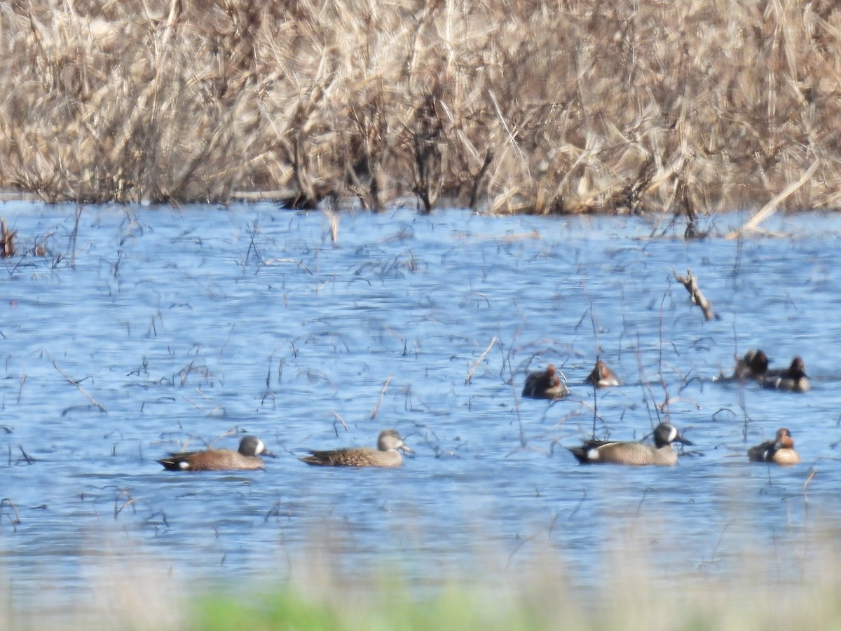 Blue-winged Teal - ML616184698