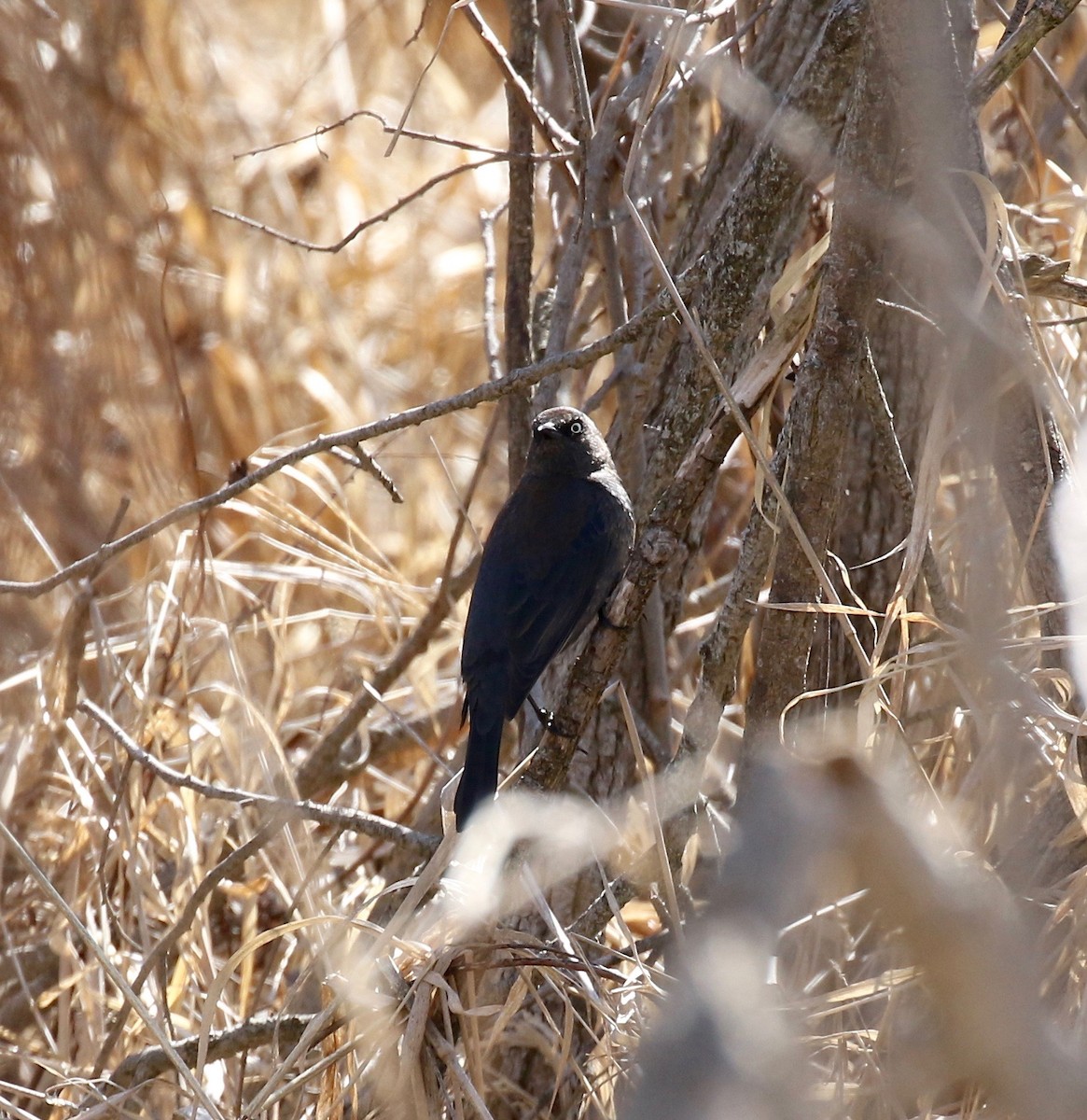 Rusty Blackbird - ML616184701