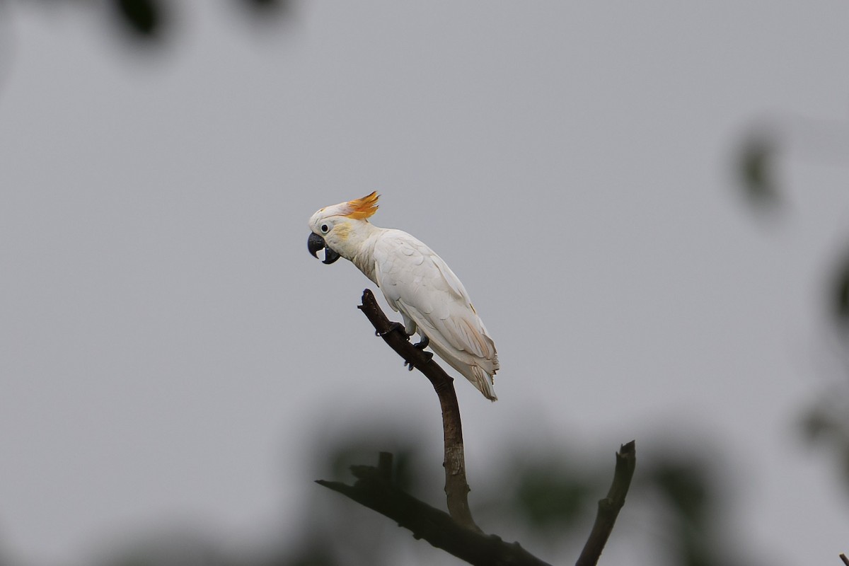 Citron-crested Cockatoo - ML616184709