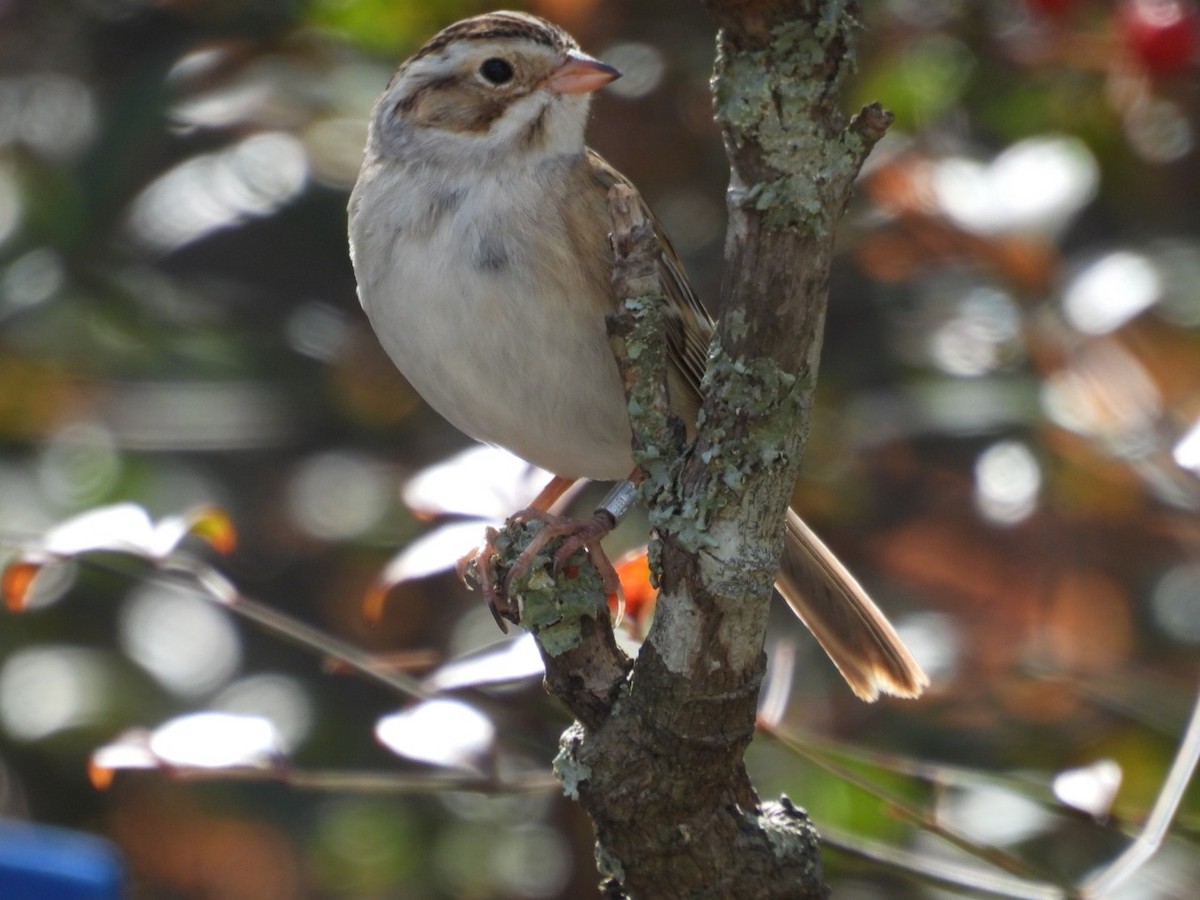 Clay-colored Sparrow - Melissa Shaddock