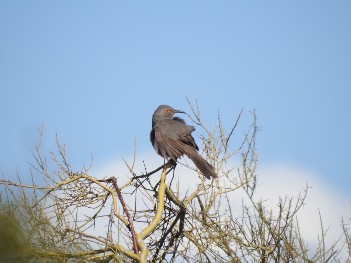 Curve-billed Thrasher - ML616184743