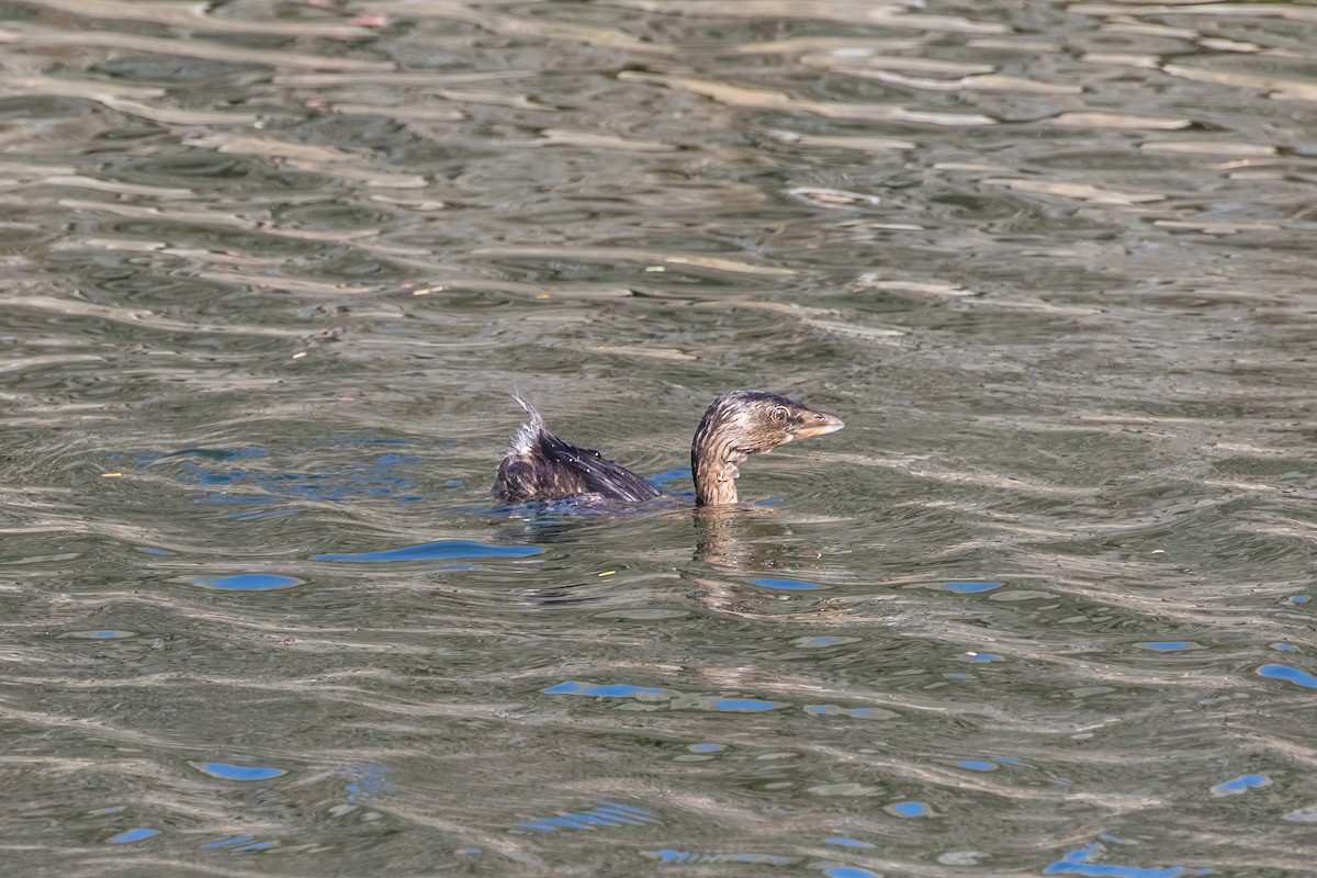 Pied-billed Grebe - ML616184758