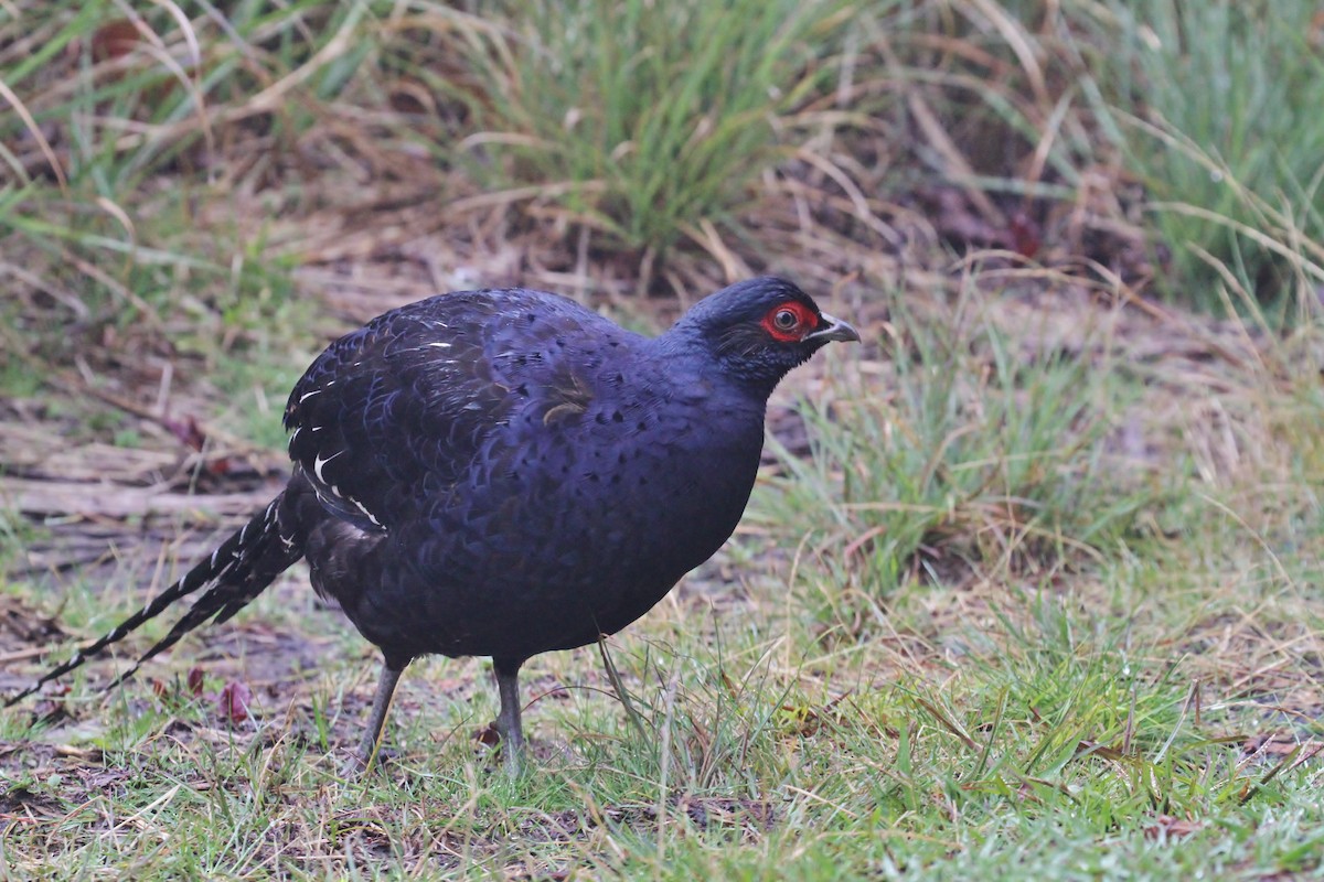 Mikado Pheasant - ML616184767