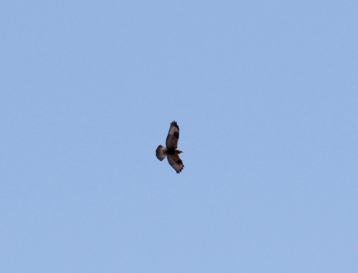 Rough-legged Hawk - ML616184789