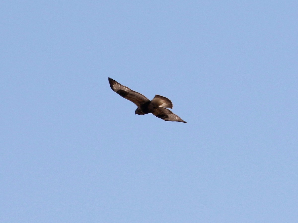 Rough-legged Hawk - ML616184792