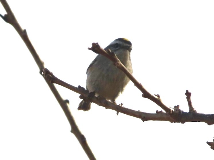 Golden-crowned Kinglet - Lani Sherman