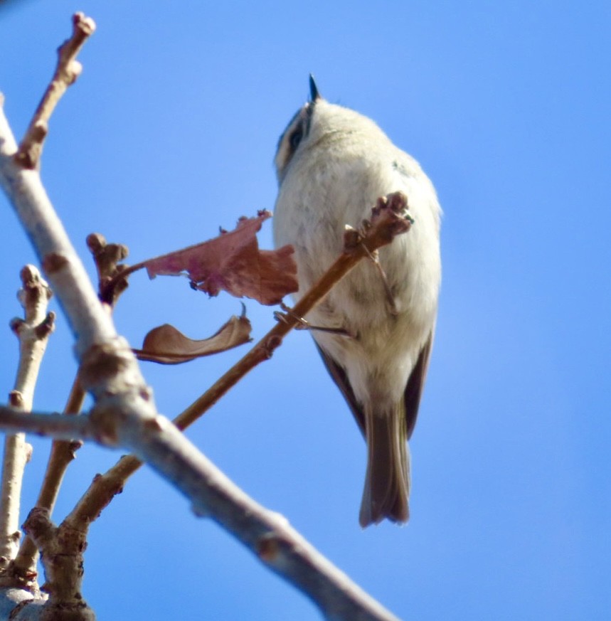 Golden-crowned Kinglet - ML616184813