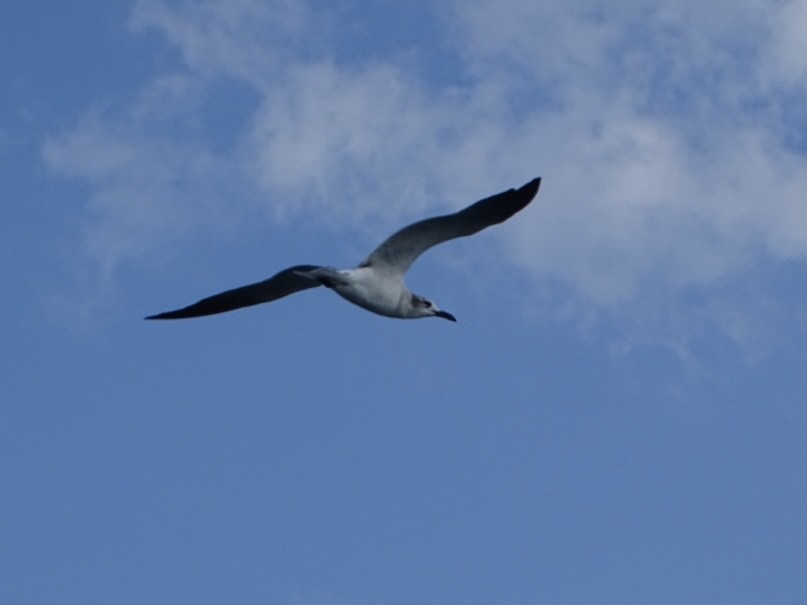 Gaviota Guanaguanare - ML616184817