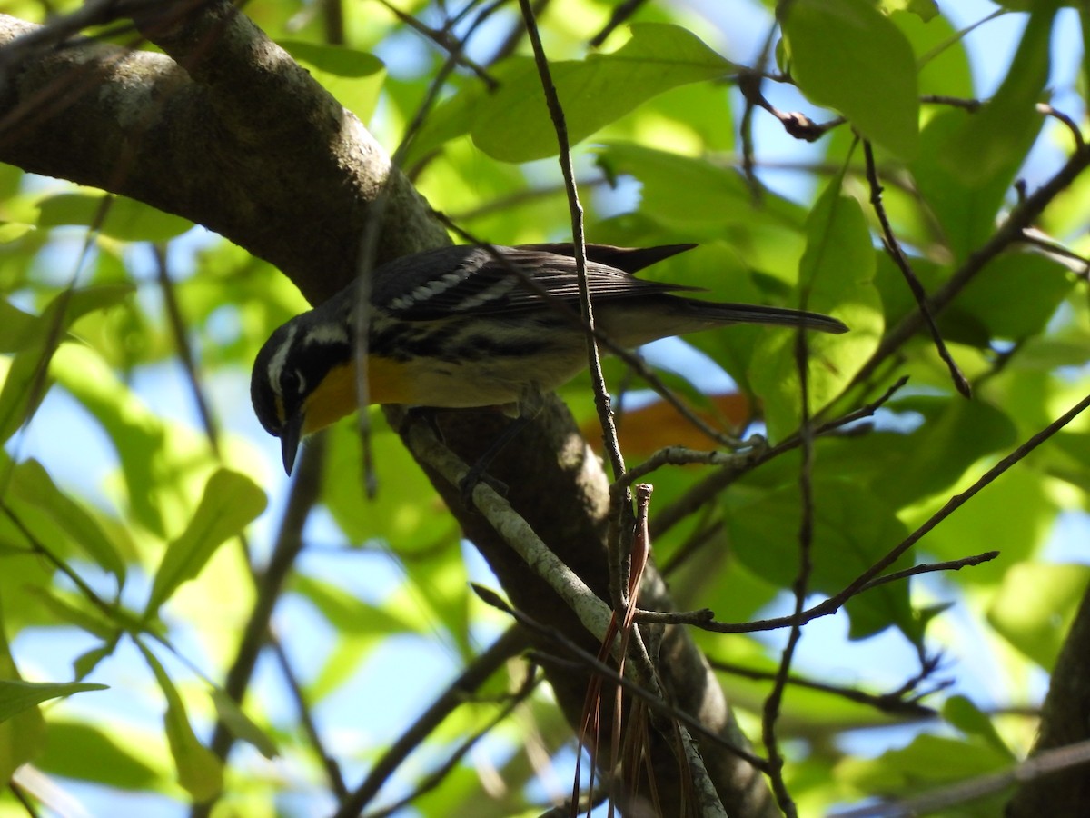 Yellow-throated Warbler - ML616184844