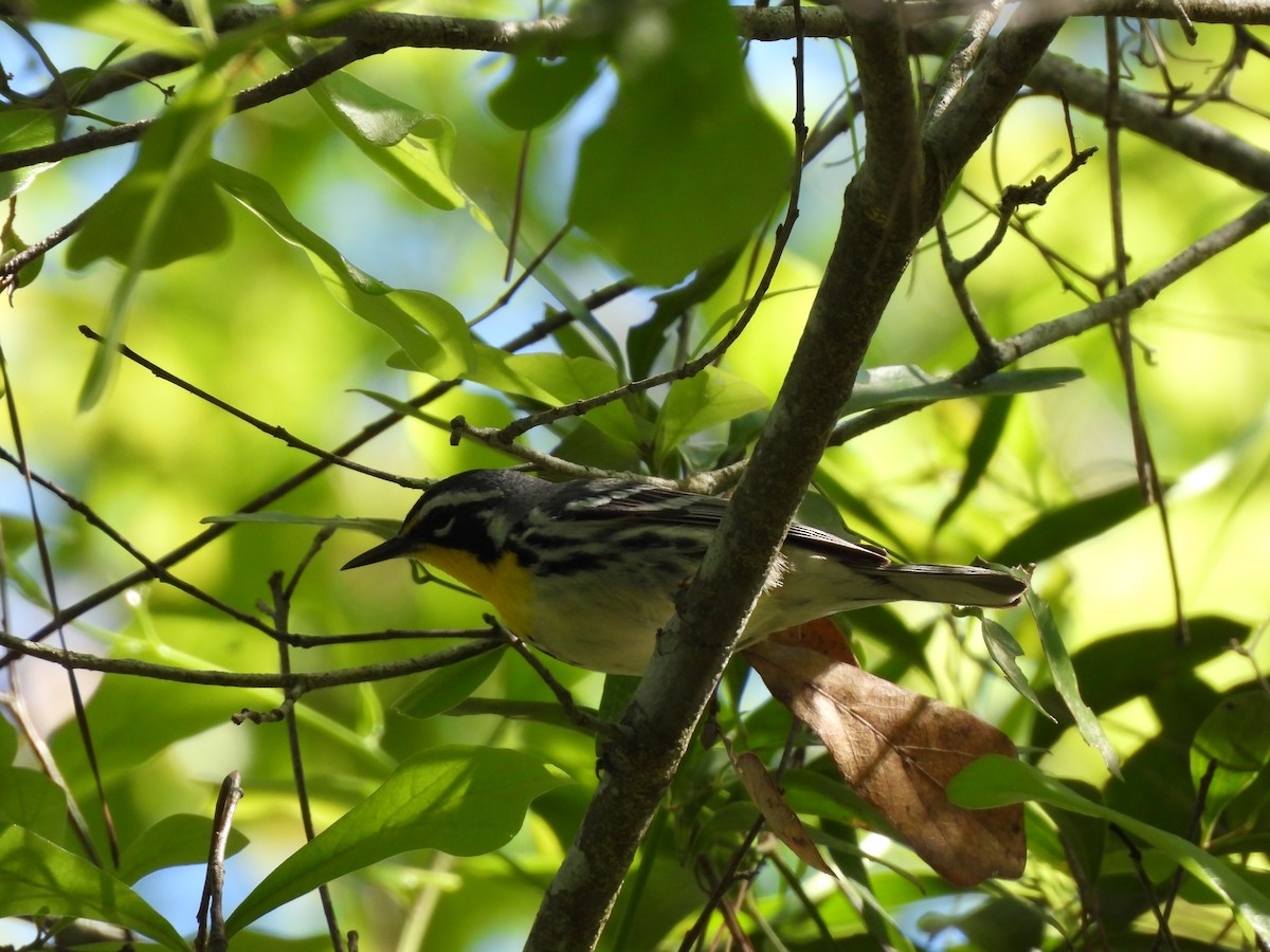 Yellow-throated Warbler - ML616184845