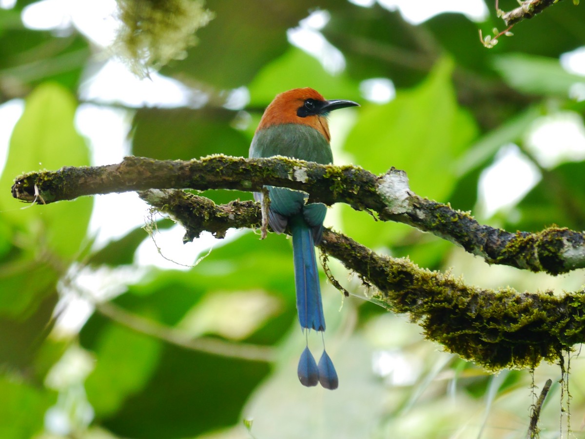 Motmot à bec large - ML616184848