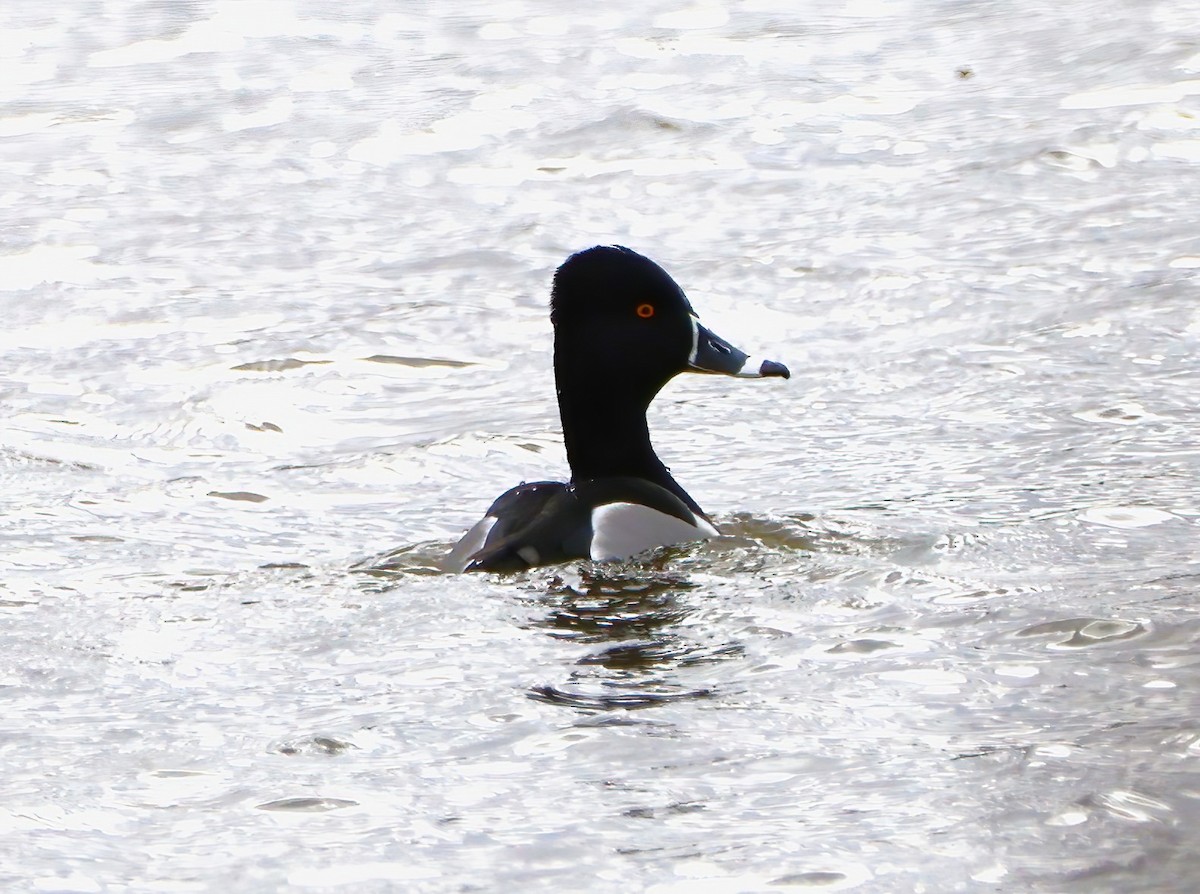 Ring-necked Duck - ML616184900