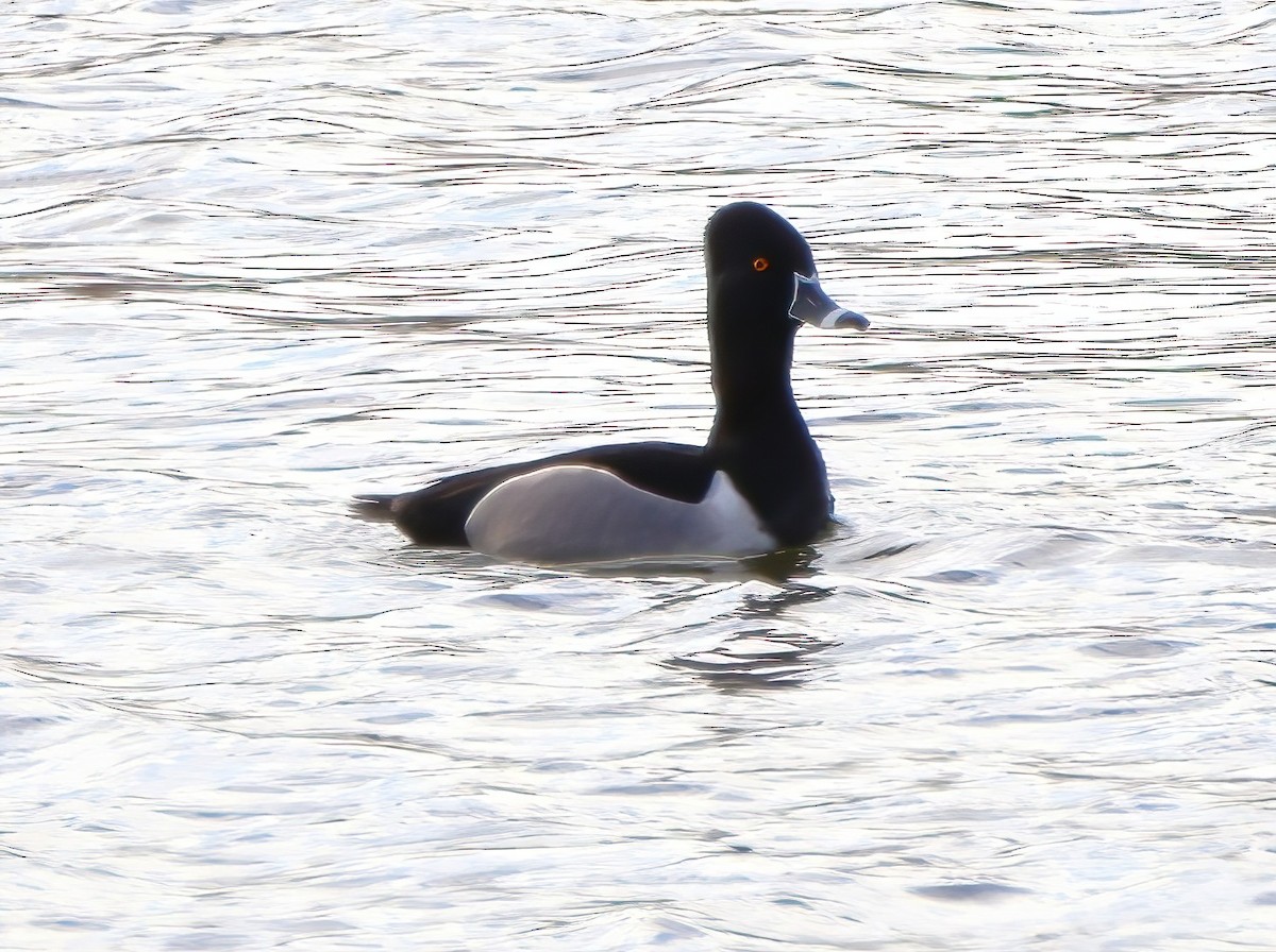 Ring-necked Duck - ML616184901