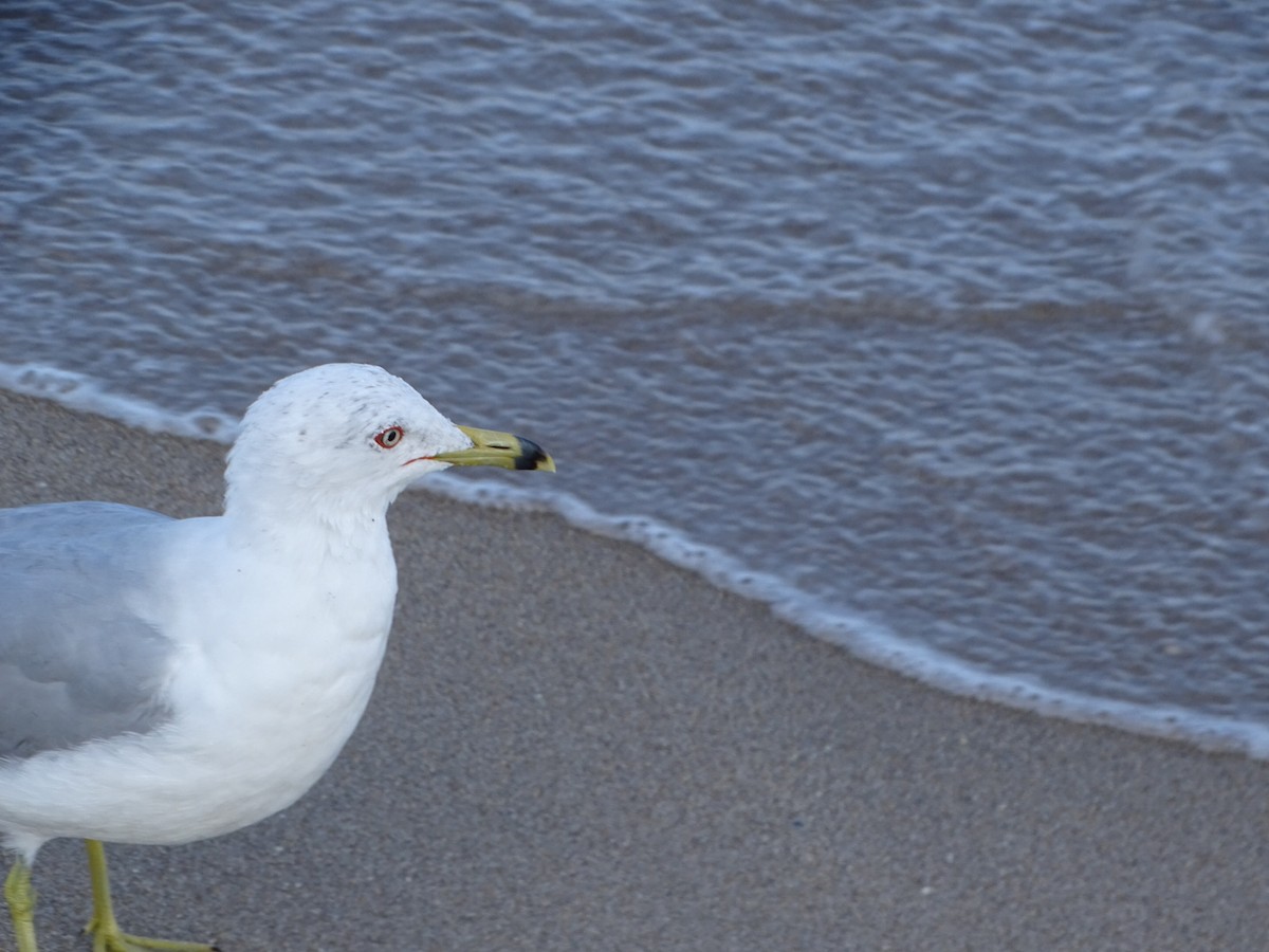 Ring-billed Gull - ML616184902