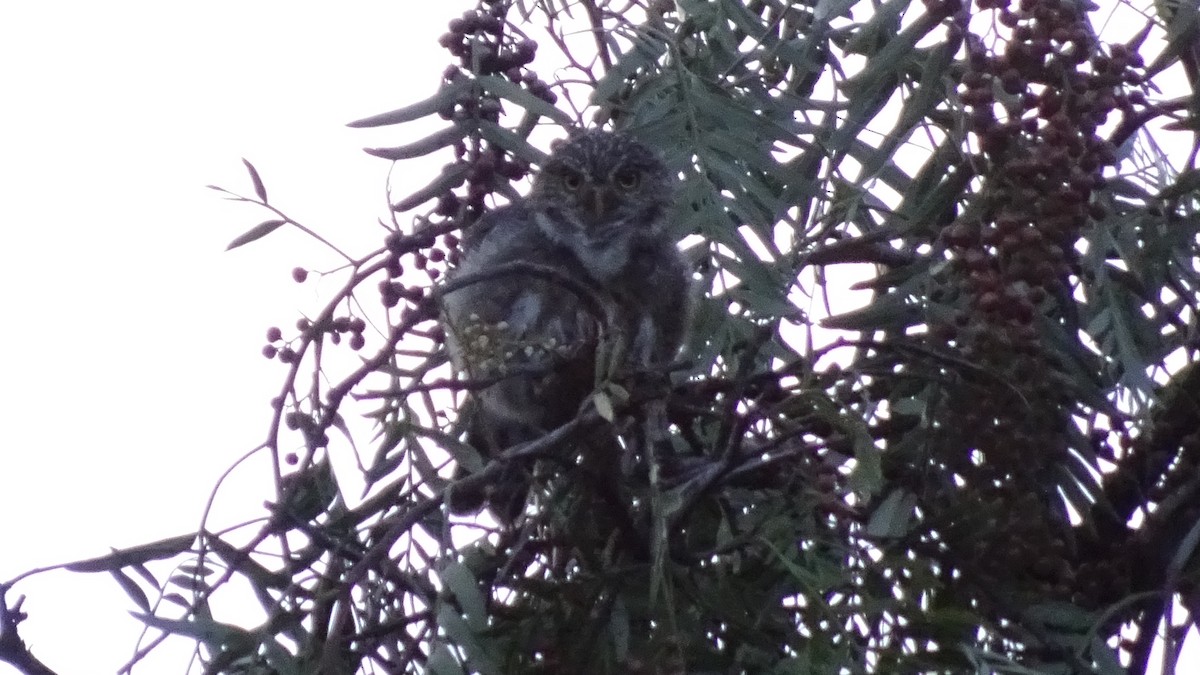 Peruvian Pygmy-Owl - ML616184926