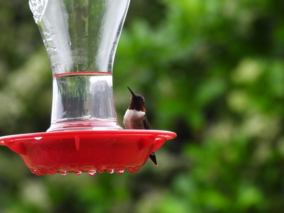 Рубиновогорлый колибри - ML616184937