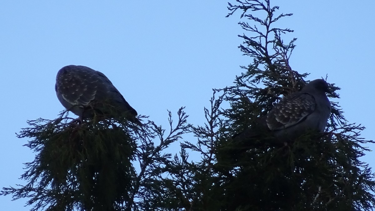 Spot-winged Pigeon - ML616184960