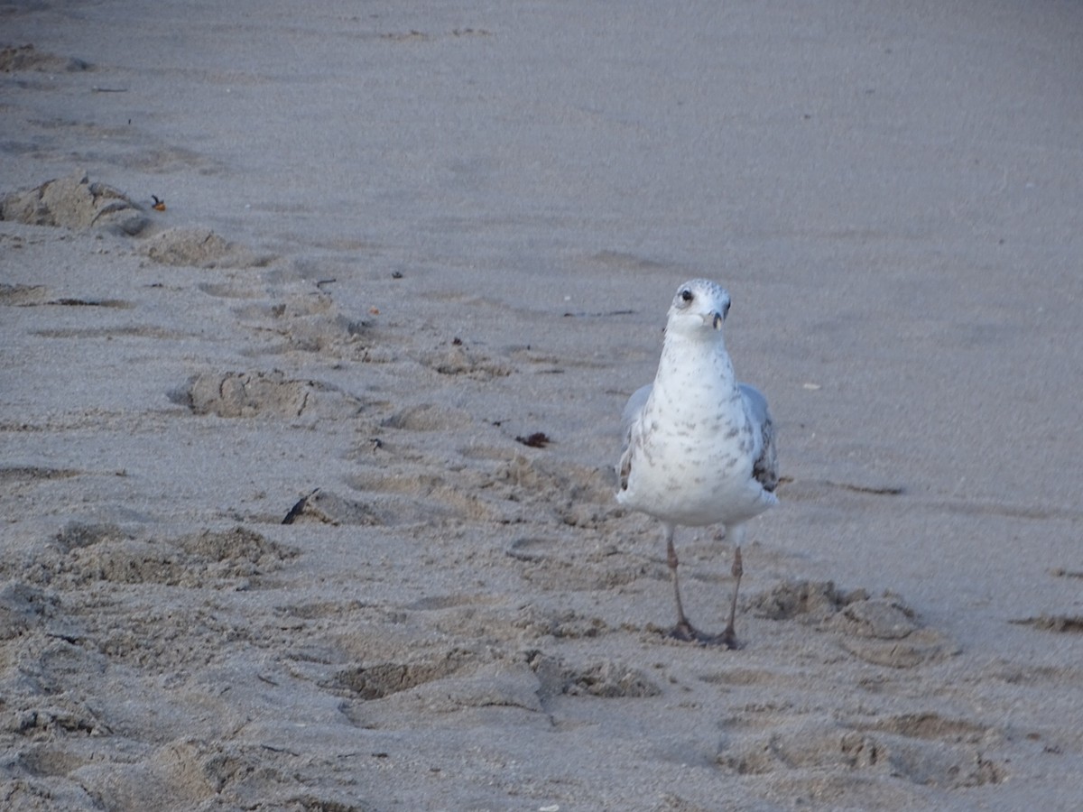 Ring-billed Gull - ML616184964