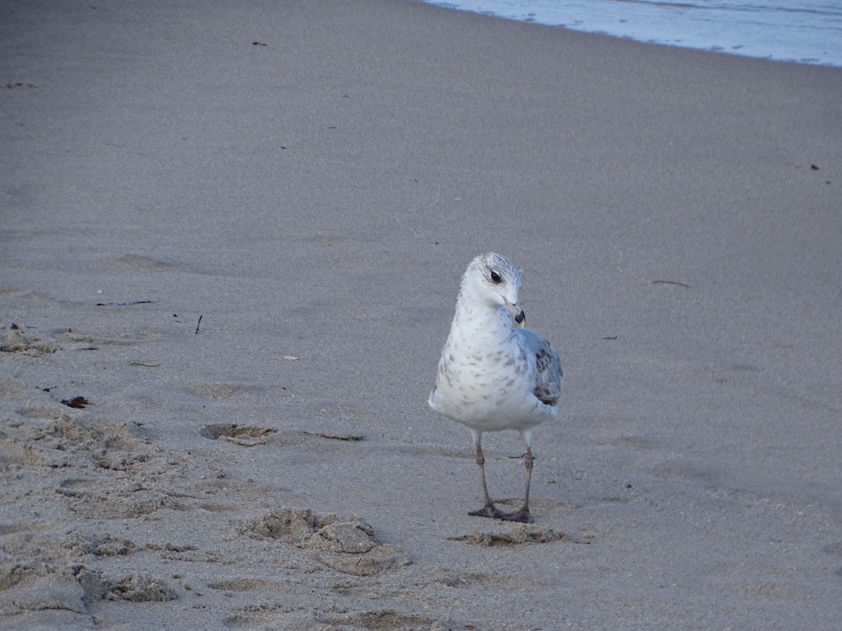 Ring-billed Gull - ML616184965