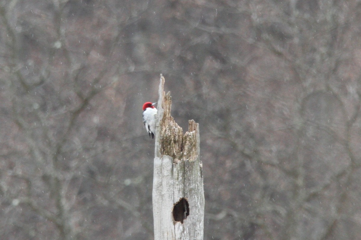 Red-headed Woodpecker - Steve Decker