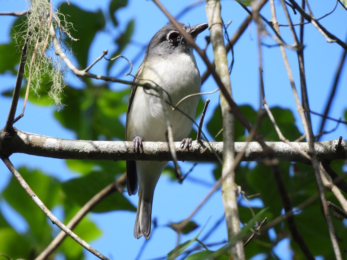 Vireo Solitario - ML616184974