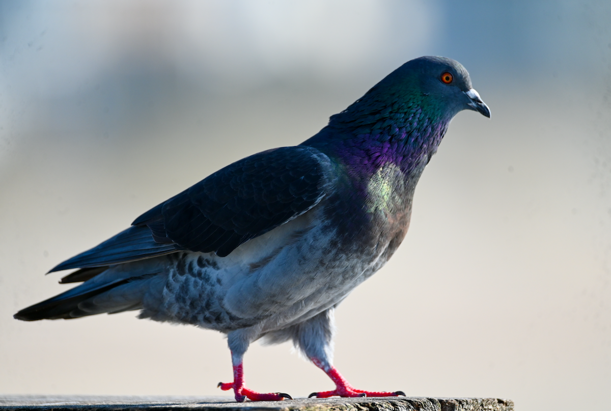Rock Pigeon (Feral Pigeon) - ML616184982