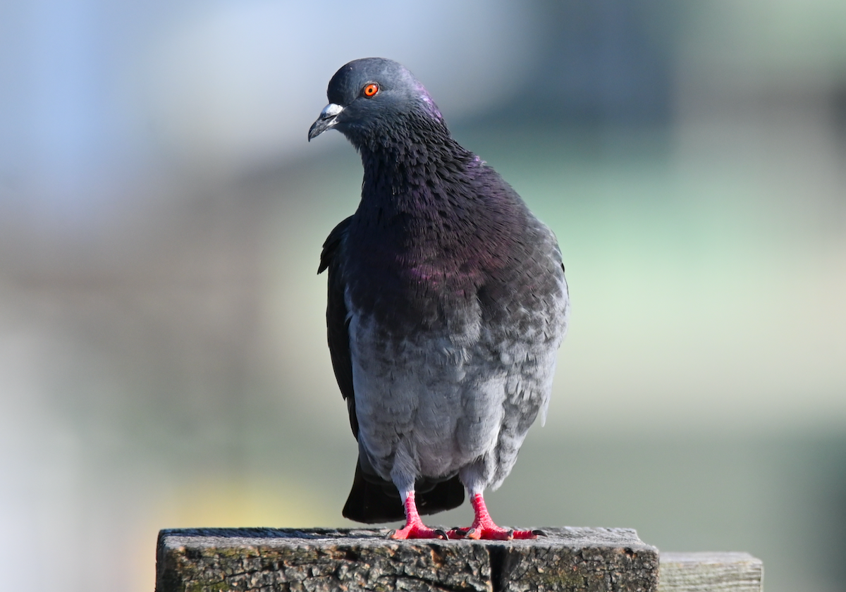 Rock Pigeon (Feral Pigeon) - ML616184983