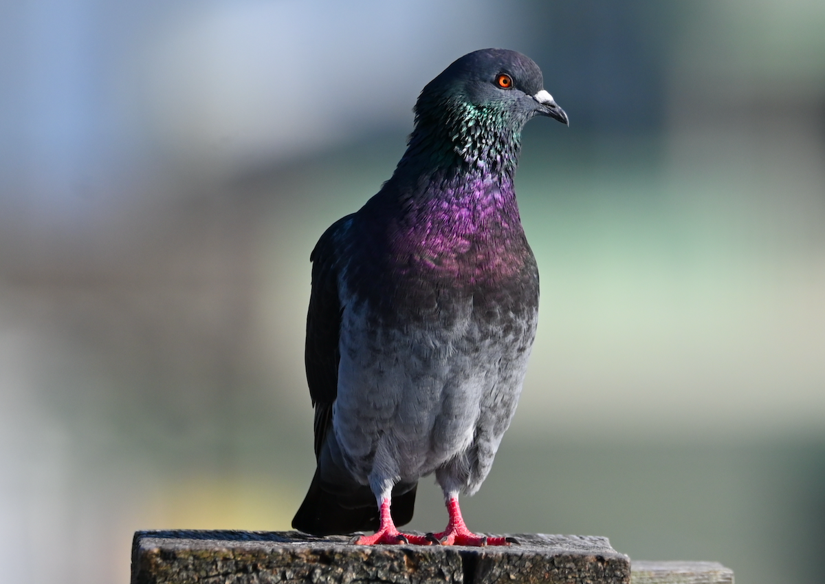 Rock Pigeon (Feral Pigeon) - ML616184984