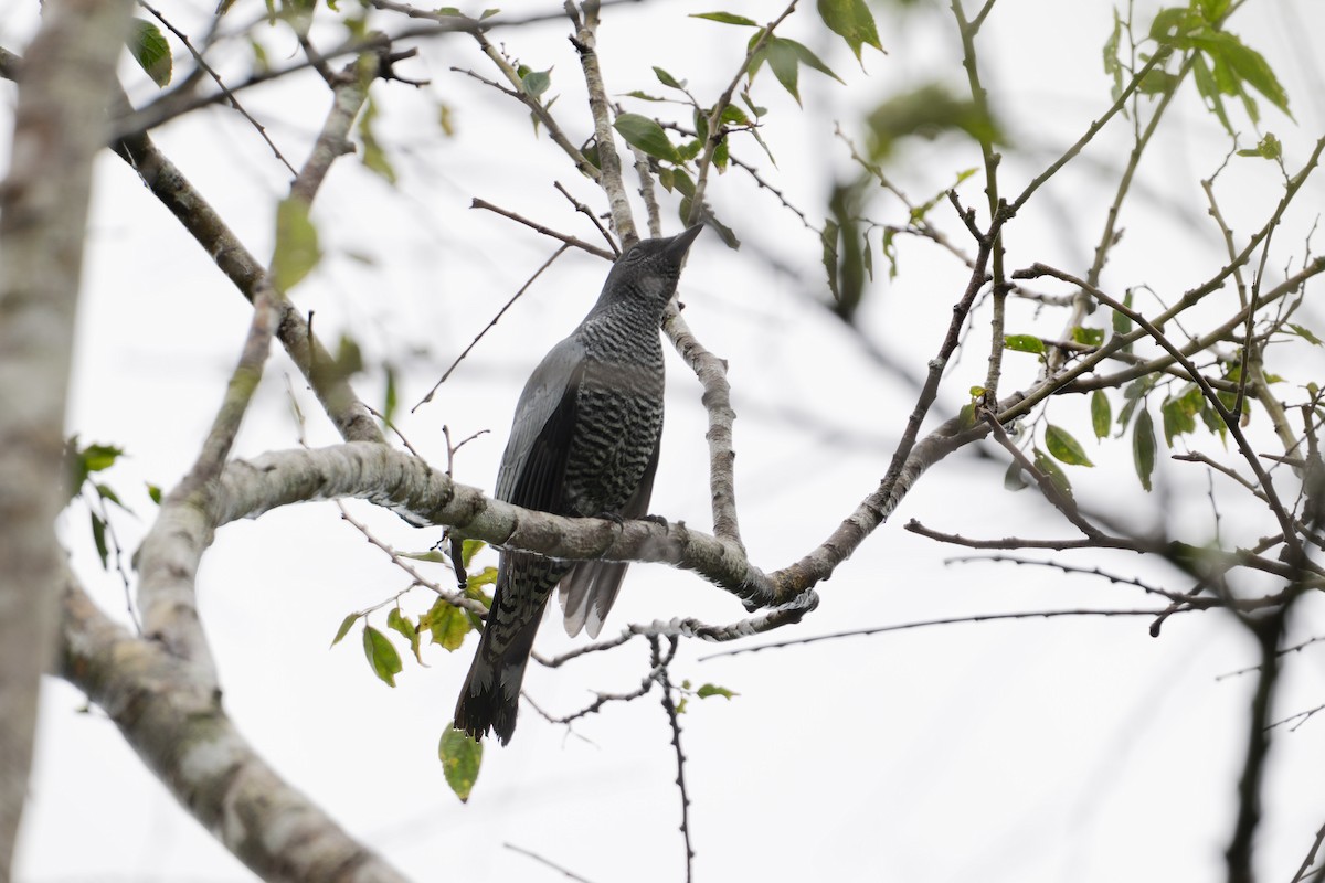 Pale-shouldered Cicadabird - ML616184997