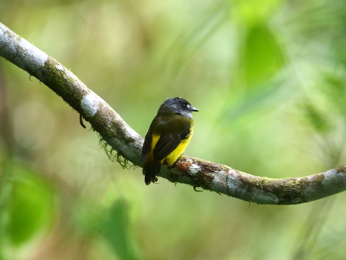 Ornate Flycatcher - ML616185042