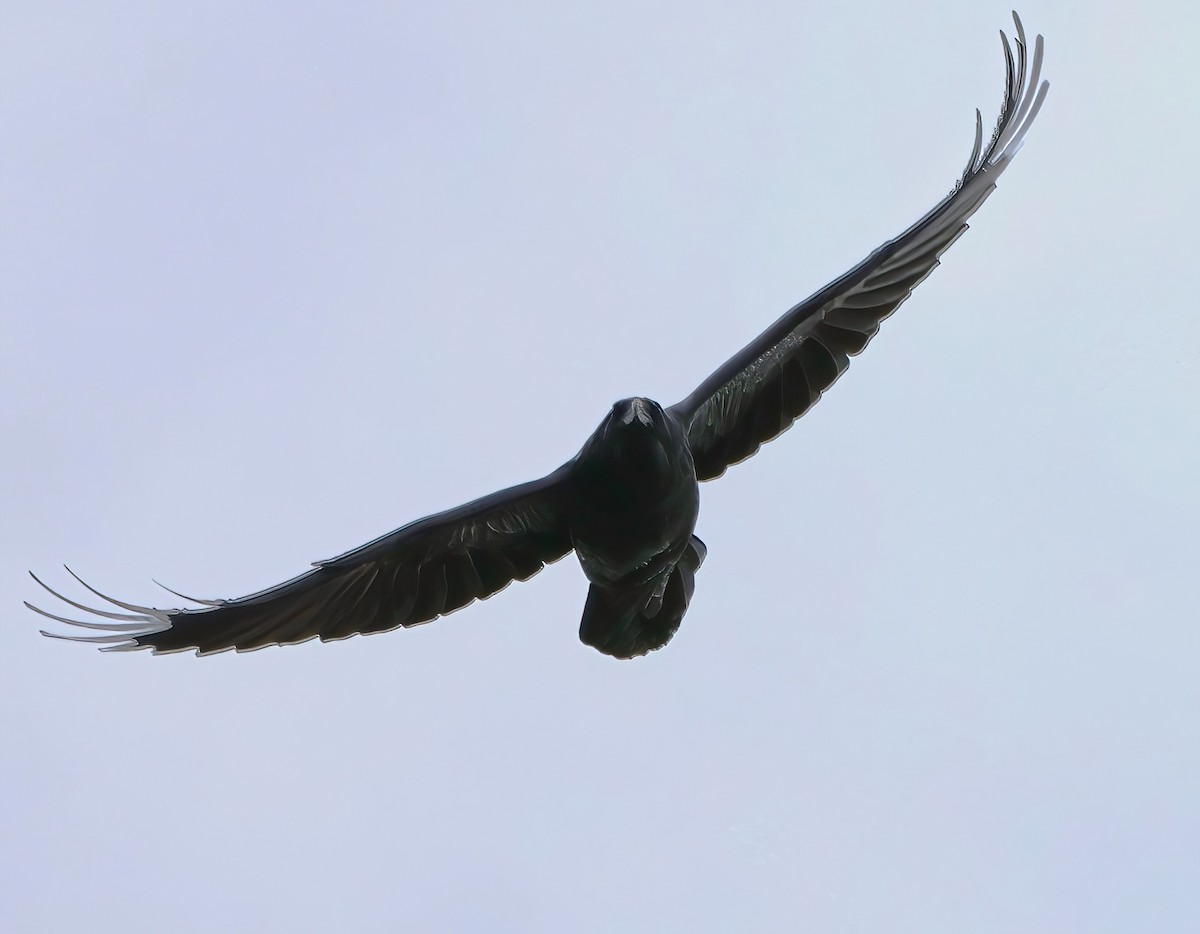 Common Raven - ML616185049