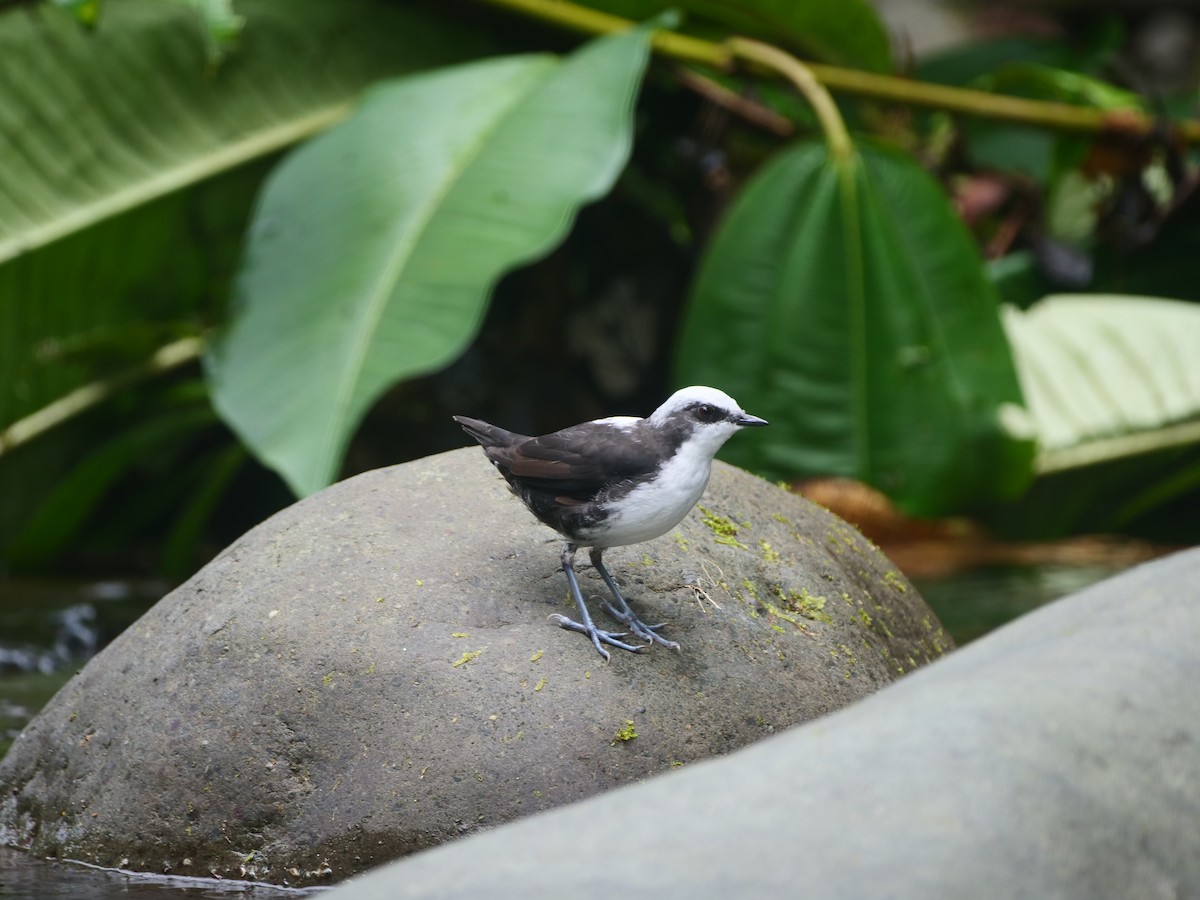 White-capped Dipper - ML616185066