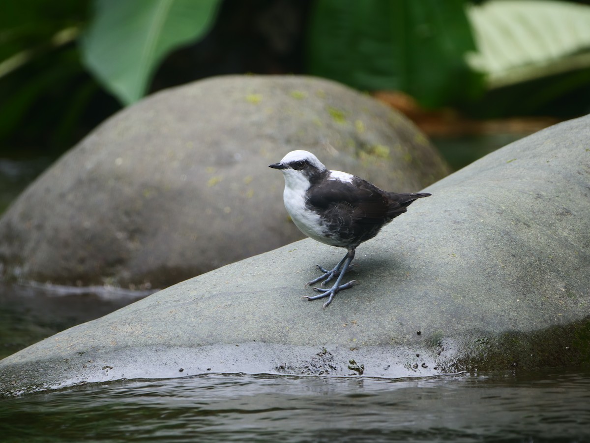 Weißkopf-Wasseramsel - ML616185067