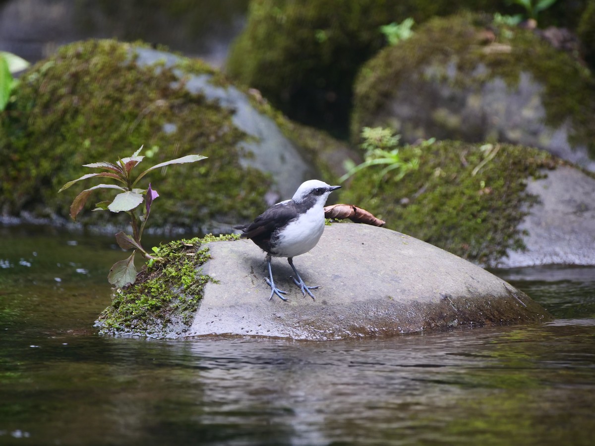 Weißkopf-Wasseramsel - ML616185068