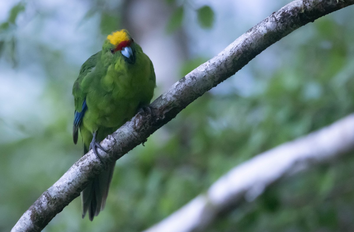 Yellow-crowned Parakeet - Greg Schrader
