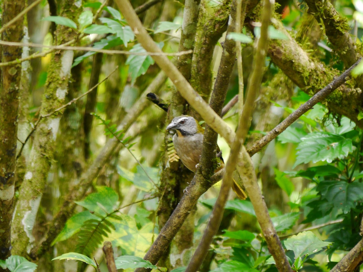 Buff-throated Saltator - ML616185088