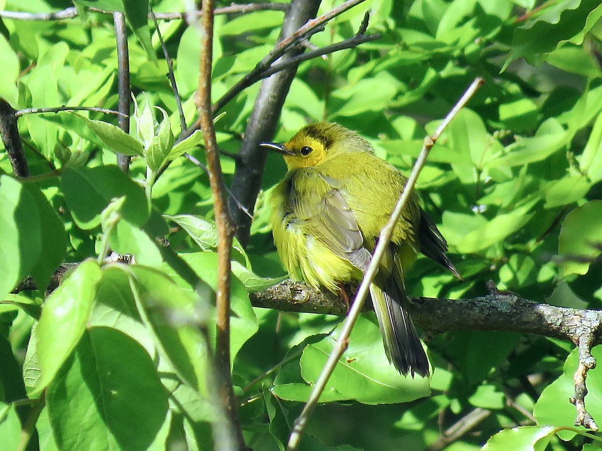 Hooded Warbler - ML616185113