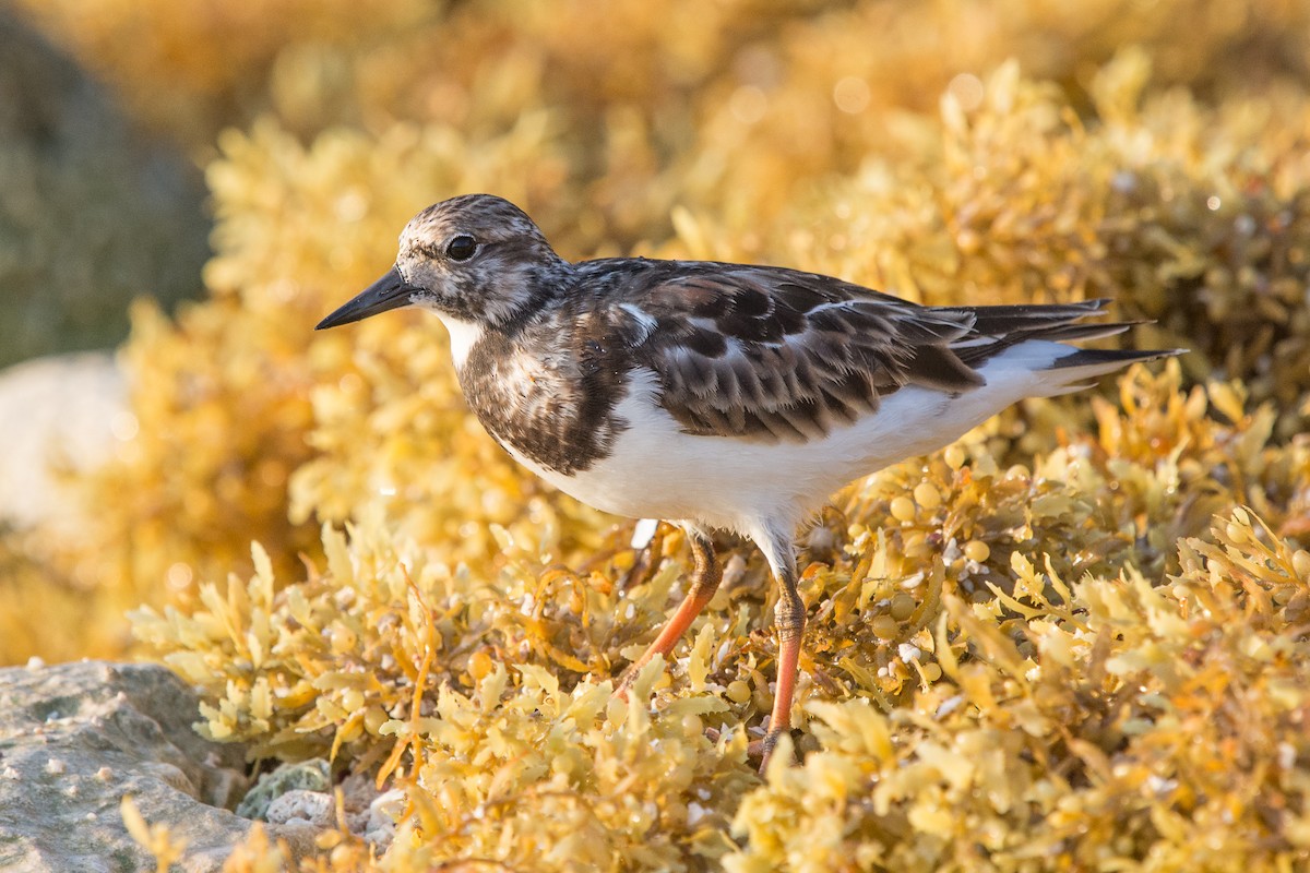 Ruddy Turnstone - ML616185170