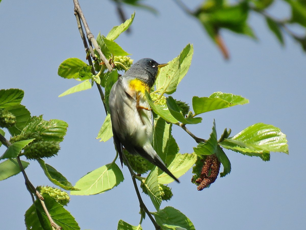 Northern Parula - ML616185286