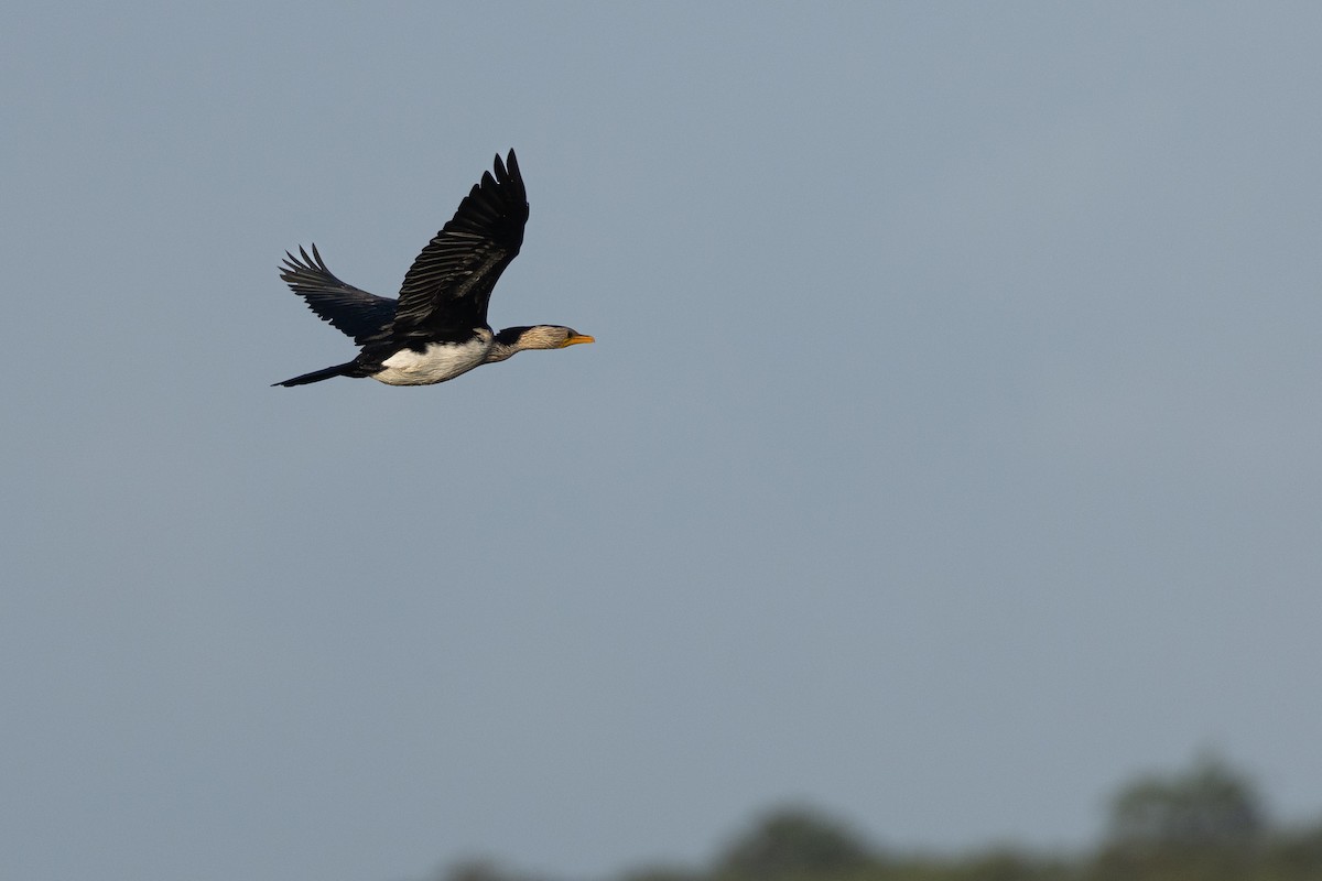 Little Pied Cormorant - Nathan Bartlett