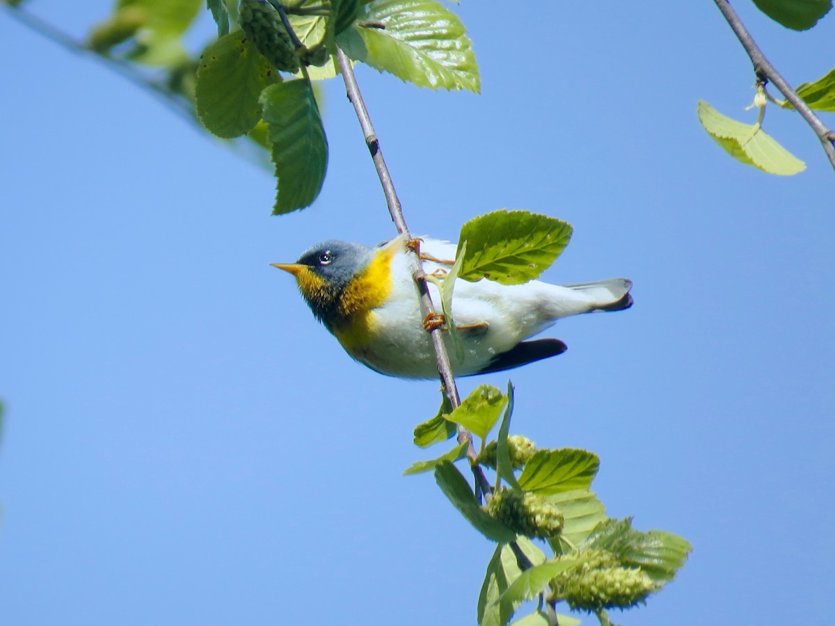 Northern Parula - Benjamin Murphy