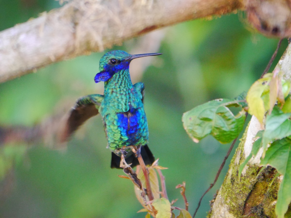 Sparkling Violetear - Brett Hartl