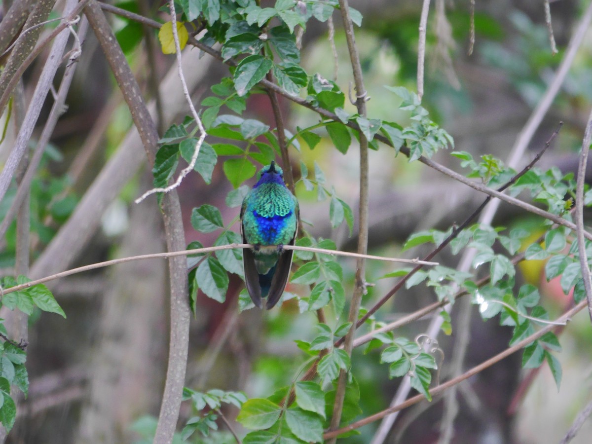 Sparkling Violetear - Brett Hartl