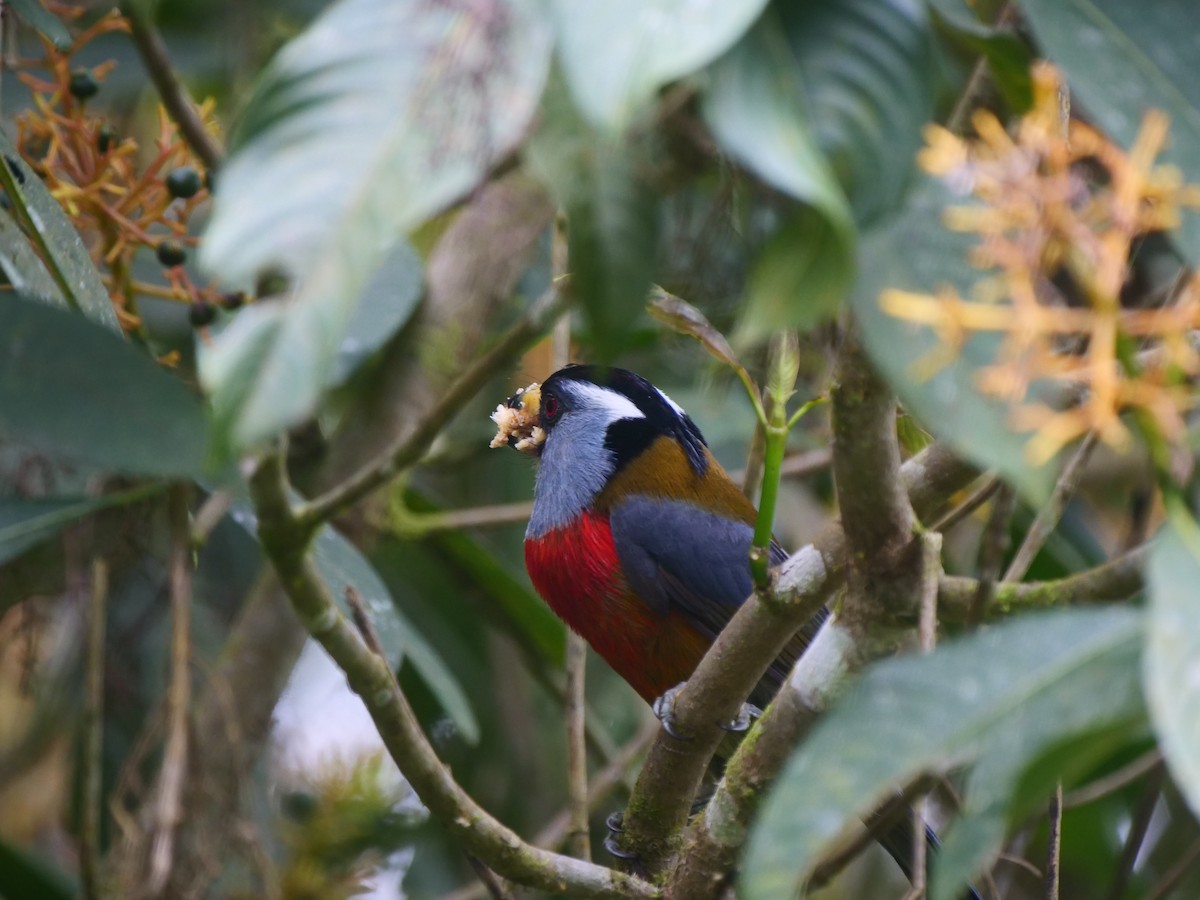 Toucan Barbet - ML616185427